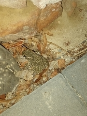 Bufotes viridis viridis