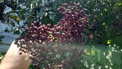 Sambucus canadensis