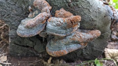 Fomitopsis pinicola