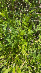 Mentha canadensis