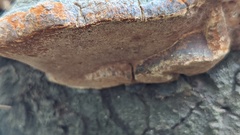 Fomitopsis pinicola