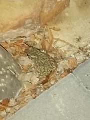 Bufotes viridis viridis