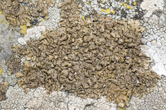 Xanthoparmelia loxodes