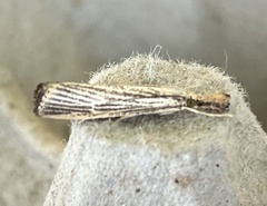 Agriphila vulgivagellus