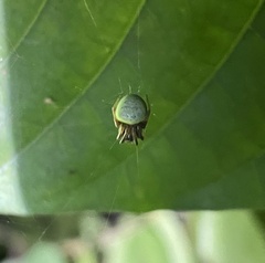 Araneus apricus