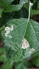 Stigmella assimilella