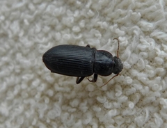 Harpalinae