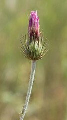 Carduus corymbosus