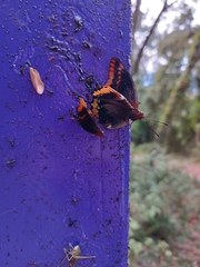 Charaxes jasius