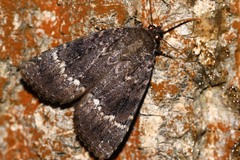 Amphipyra pyramidea