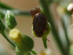 Sciocoris sideritidis