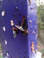 Charaxes jasius