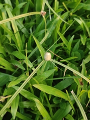 Cyperus mindorensis