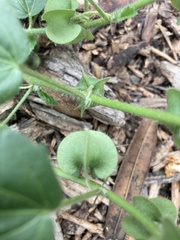 Rhynchosida physocalyx