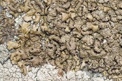 Xanthoparmelia loxodes