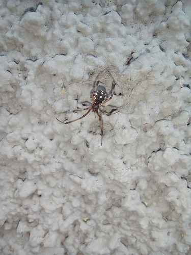 Brown Widow