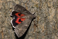 Catocala nupta