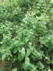 Piperales