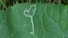 Phytomyza lappae