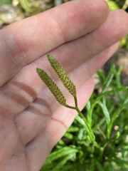Diphasiastrum complanatum