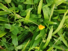 Arachis pintoi
