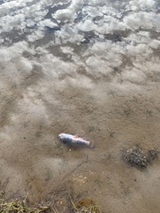 Salvelinus fontinalis