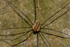 Opilio canestrinii