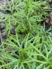 Diphasiastrum complanatum