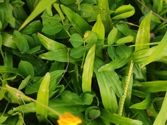 Arachis pintoi