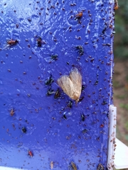 Aglossa pinguinalis