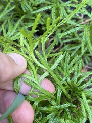 Diphasiastrum complanatum