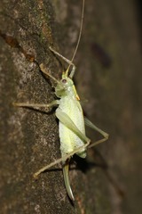 Meconema thalassinum