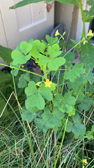 Oxalis stricta