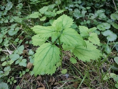 Urtica dioica