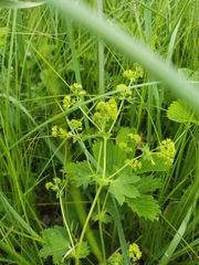 Alchemilla