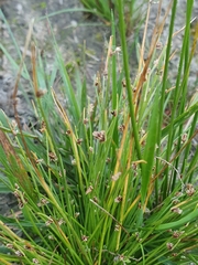 Isolepis setacea