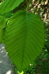 Ulmus