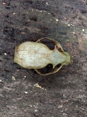 Potos flavus