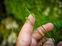 Carex radiata