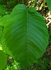 Ulmus