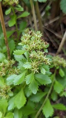 Phedimus kamtschaticus