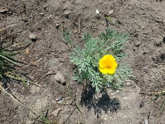 Eschscholzia californica