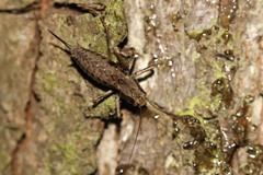 Pholidoptera griseoaptera