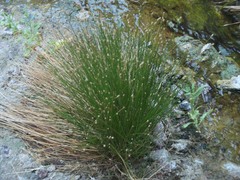 Eleocharis