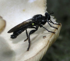 Laphria canis