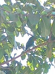 Psittacara leucophthalmus