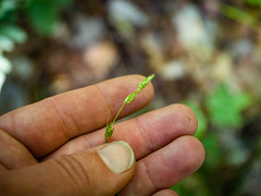Carex deweyana
