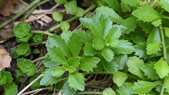 Phedimus kamtschaticus