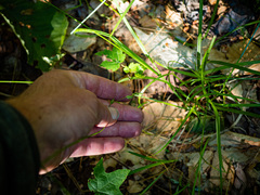 Carex deweyana
