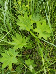 Alchemilla